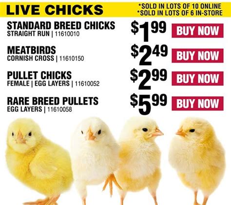 chicks at rural king|rural king ducks for sale.